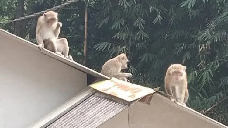 Belasan Warga Tembilahan Jadi Korban Serangan Monyet Liar