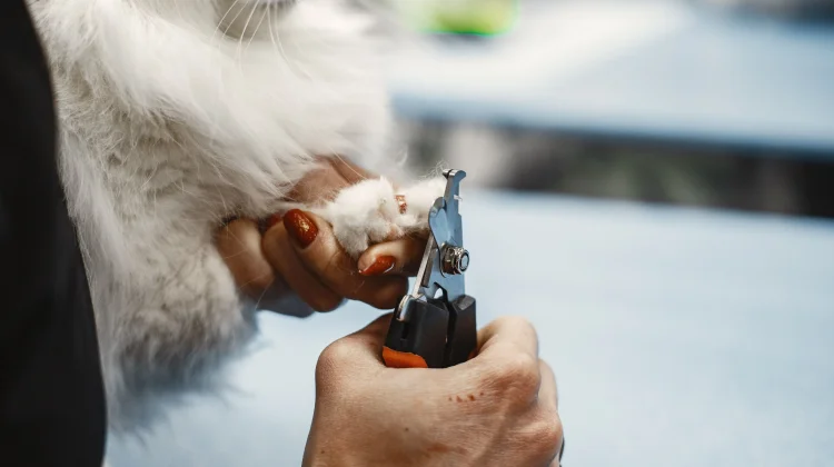 Cara Memotong Kuku Kucing dengan Aman dan Mudah