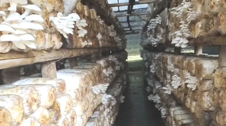 Prospek Cerah Budidaya Jamur Tiram di Riau