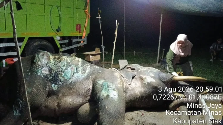 BBKSDA Riau Berduka, Gajah Jovi Mati di PLG Minas
