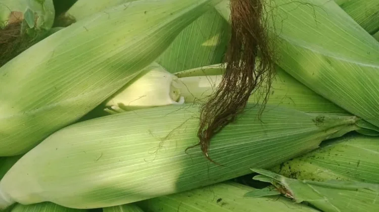 Jagung Sehat Tubuh Kuat