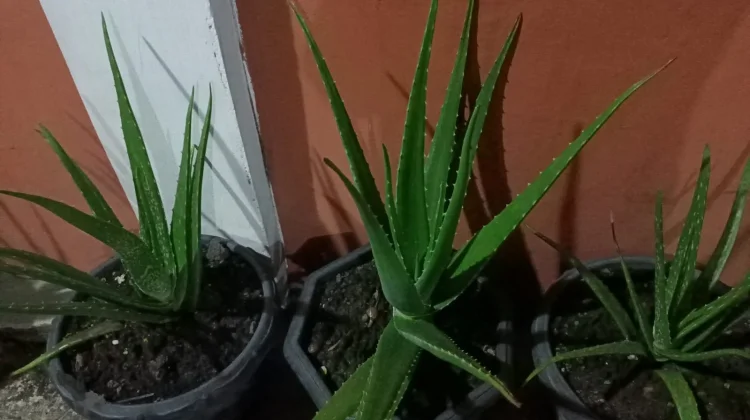 Lidah Buaya Bikin Sehat
