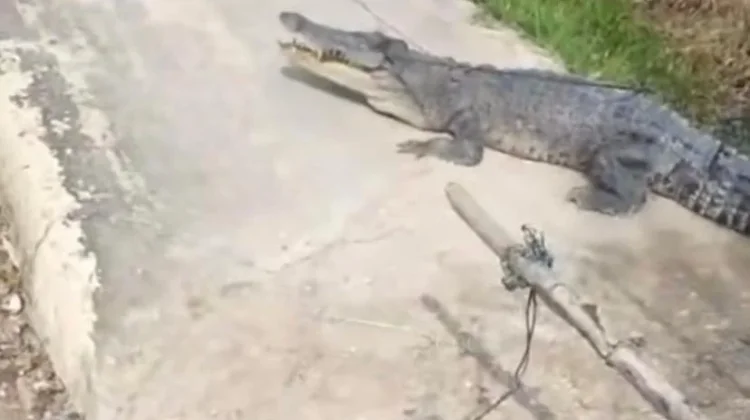 Buaya Muara Masuk Permukiman, Warga Desa Undan Berhasil Tangkap Predator
