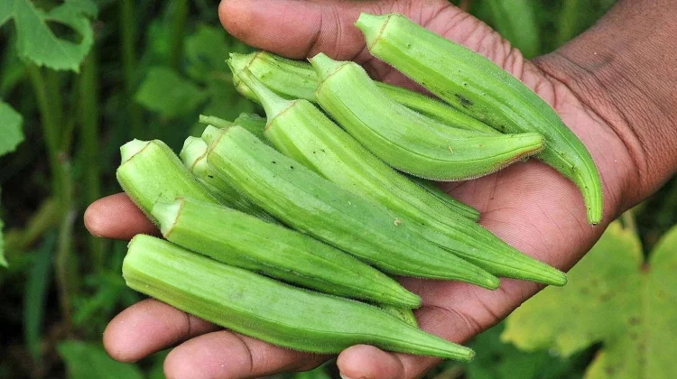Manfaat Tanaman Okra bagi Kesehatan Tubuh