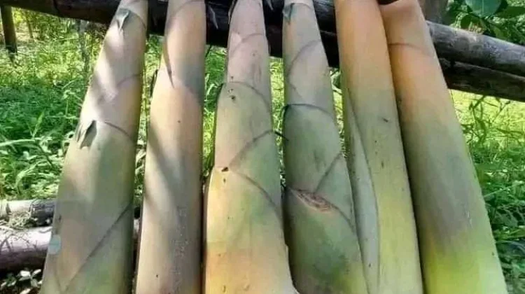 Rebung Kuning Merupakan Pilihan Sayuran yang Bergizi