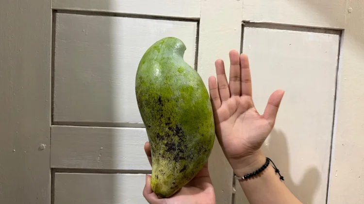Rahasia Dibalik Buah Mangga Berukuran Jumbo