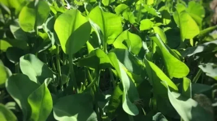 Genjer, Sayuran Tradisional dengan Segudang Manfaat bagi Tubuh