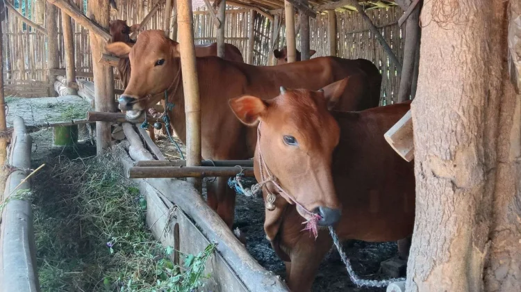 Pemprov Riau Lelang 50 Sapi, Ditutup Hari Ini