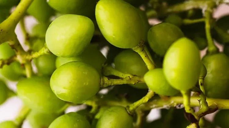 Rimbang, Buah Kecil Tropis dengan Segudang Potensi Kesehatan