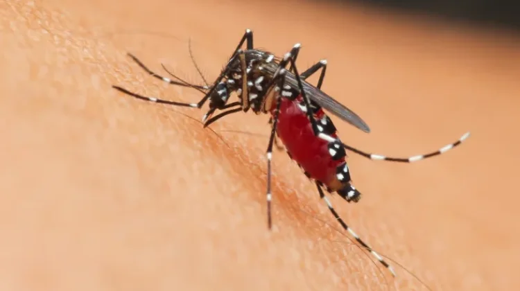 Kasus Suspek Dengue di Pekanbaru Naik Jadi 42