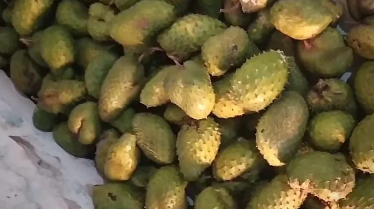 Jus Sirsak Segar, Nikmat Alami Menggoyang Lidah