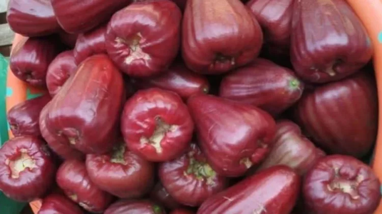 Jambu Madu Merah, Segar Manis Kaya Manfaat Kesehatan