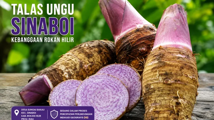 Talas Ungu Sinaboi, Komoditas Lokal Rohil menuju Perlindungan IG