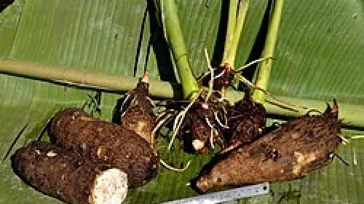 Kimpul Viral, Ini Kandungan dan Manfaatnya