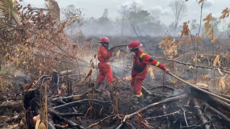 KLH/BPLH Keluarkan SE Larang Buka Lahan dengan Membakar, Antisipasi Karhutla 2026