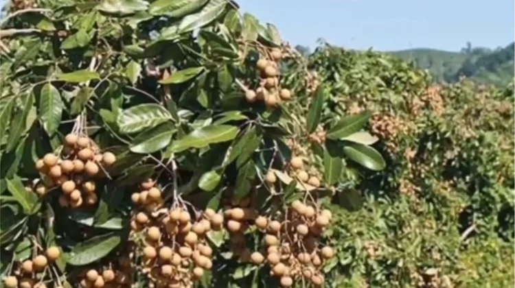 Mengembangkan Usaha Kelengkeng sebagai Komoditas Unggulan Hortikultura Riau