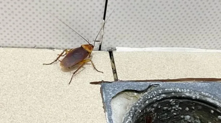 Cara Efektif Cegah Kecoa Bersarang di Rumah