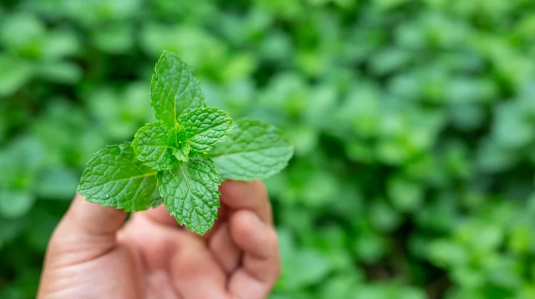 Beragam Manfaat Daun Mint untuk Kesehatan