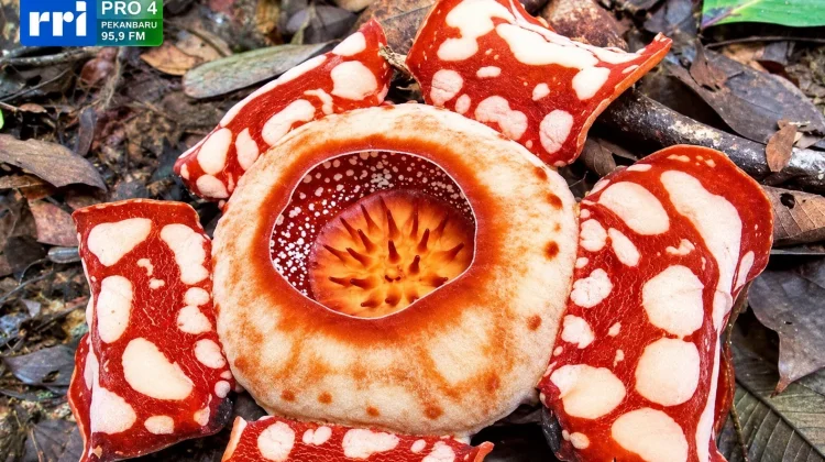 Rafflesia Hasseltii, Flora Langka Merah Putih dari Hutan Kuantan Singingi Riau