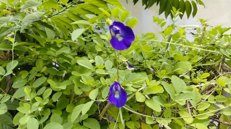 Manfaat Bunga Telang, Si Biru Cantik yang Kaya Antioksidan