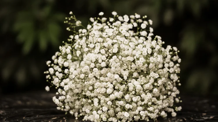 Mengenal Baby Breath, Bunga Mungil yang Jadi Favorit untuk Buket dan Pernikahan
