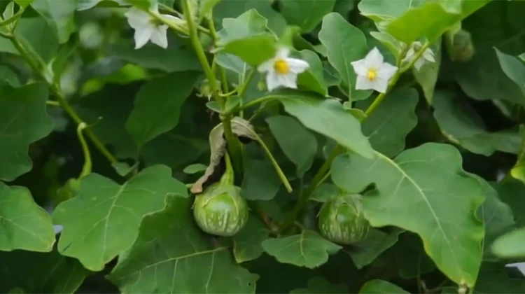 Terong Lalap, Usaha Hortikultura dengan Permintaan Pasar yang Menjanjikan