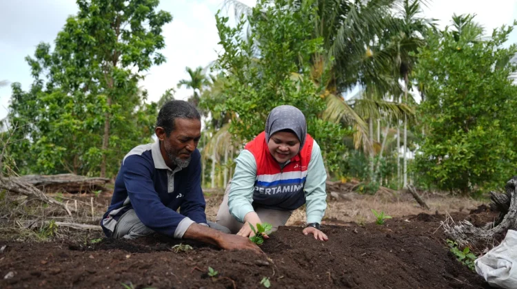 Pokmas Alam Tani Binaan Pertamina Patra Niaga Kilang Dumai Tanam Bibit Robusta