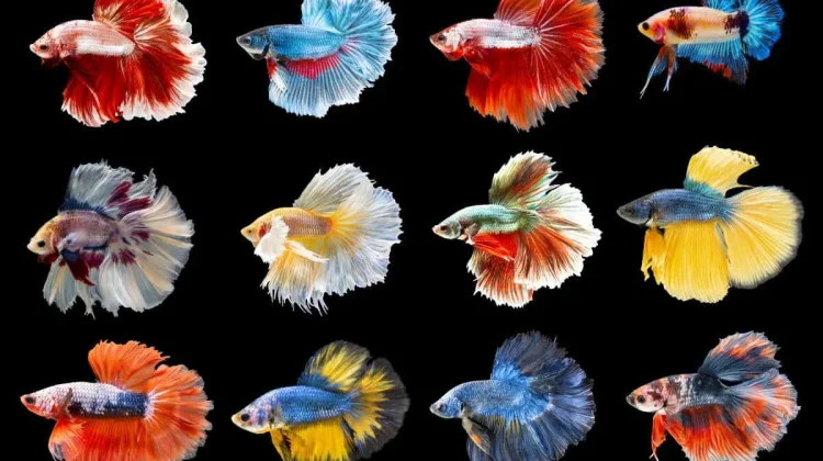 Panduan Memelihara Ikan Cupang agar Tetap Sehat dan Segar