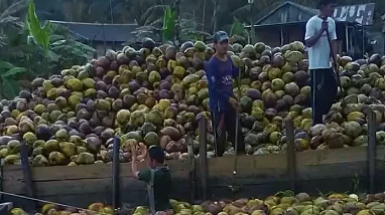 Harga Kelapa Inhil Anjlok, DPRD Riau Akan Panggil Dinas Terkait