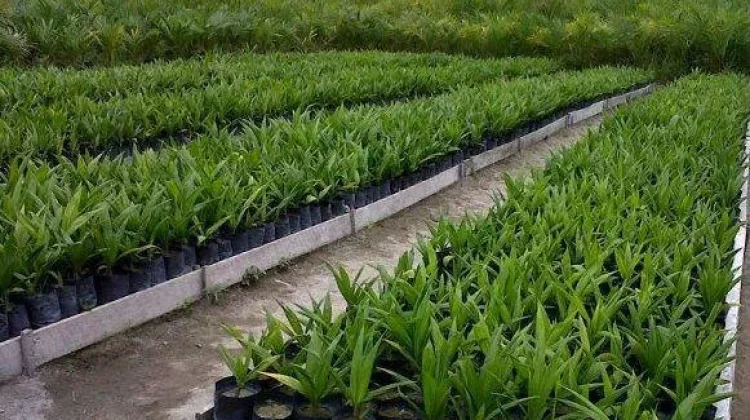 Merawat Bibit dan Meningkatkan Potensi Hasil Panen Kelapa Sawit