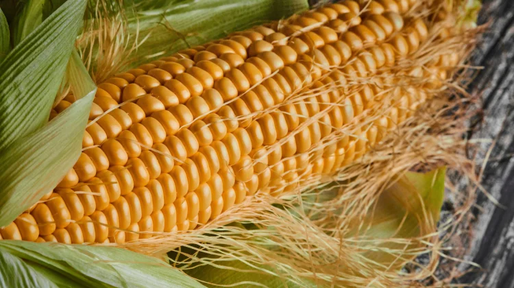 Penyebab Benang Jagung Sering Dijadikan Seduhan