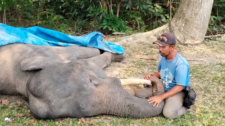 Gajah Diego Mati, Diduga Alami Infeksi Saluran Pencernaan Kronis