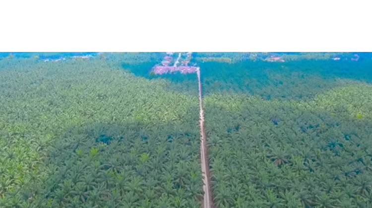 Agrinas Perkuat Pengelolaan Perkebunan dan Serap 10.351 Tenaga Kerja di Riau