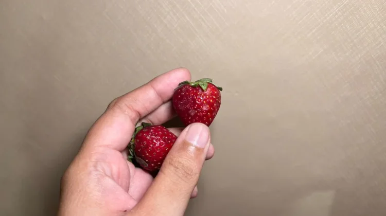 Penyebab Strawberry Cepat Berjamur