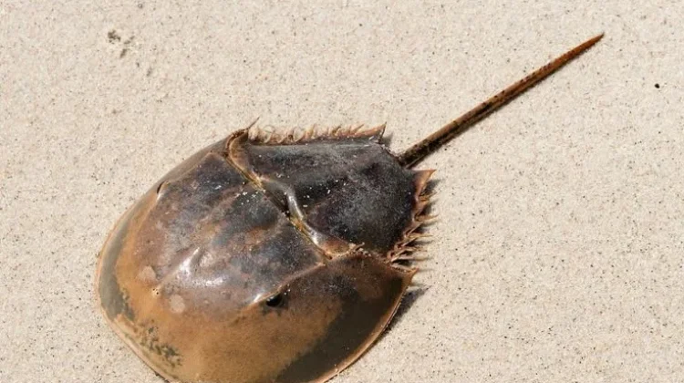 Kepiting Tapal Kuda ternyata Kerabat Dekat Laba-laba