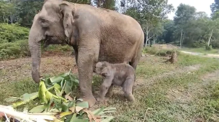 Anak Gajah Lahir di Taman Nasional Tesso Nilo