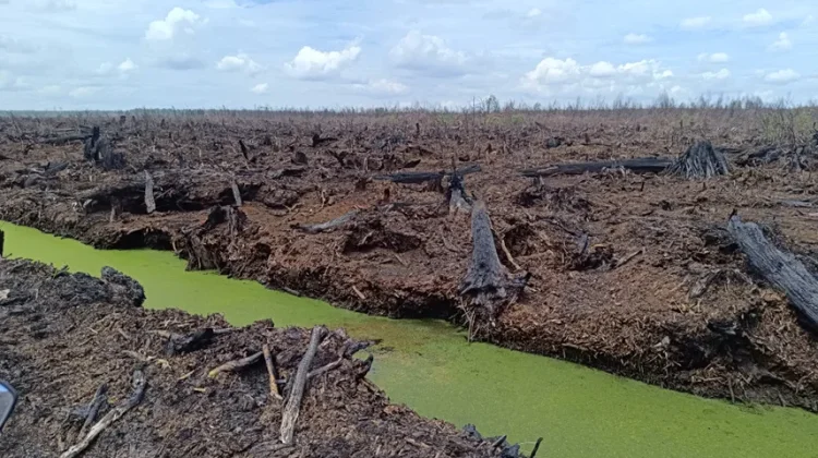 WALHI Riau Soroti Rencana Pembentukan BPGMN