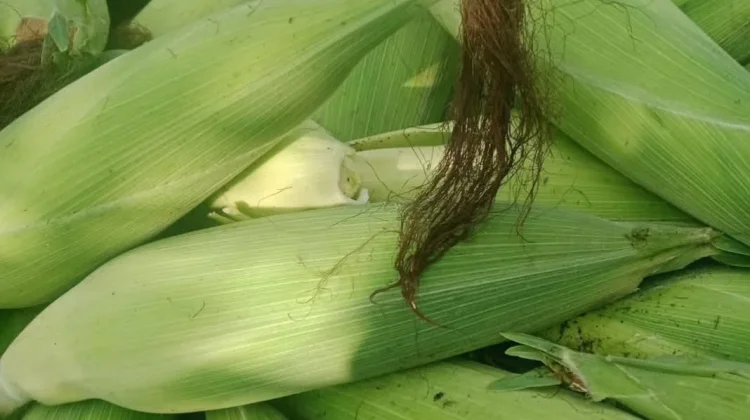 Sedikit Garam saat Merebus Jagung, Benarkah Lebih Manis