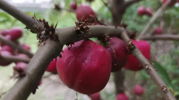 Mengenal Mahkota Dewa, Tanaman Herbal Asal Papua