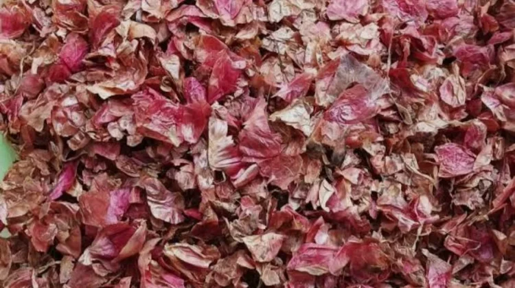 Jangan Dibuang, Kulit Bawang Bisa Dimanfaatkan untuk Menyuburkan Tanaman