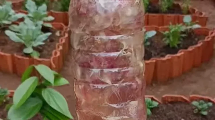 Cara Membuat POC dari Kulit Bawang, Ubah Limbah Dapur Jadi Pupuk Organik