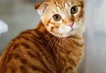 Rahasia Kucing Mengubur kotorannya