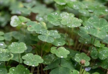 Morfologi Tanaman Oxalis latifolia