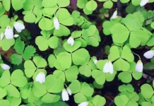 Mengenal Budidaya dan Khasiat Tanaman Oxalis latifolia