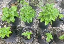 Tanaman Cabai di Pot: Solusi Berkebun di Lahan Sempit