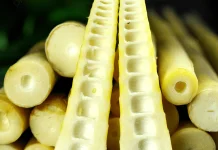 Rebung Tunas Muda Bambu Kaya Serat dan Rendah Kalori