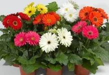 Bunga Gerbera: Bunga Ceria dengan Pesona yang Mendunia