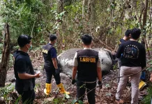 Gajah Mati di Pelalawan, Polisi Periksa 40 Saksi