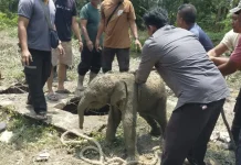 Anak Gajah Terperosok, Picu Belasan Gajah Mengamuk di Siak