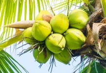 Harga Kelapa Tak Stabil, Petani Kelapa Inhil Tertekan